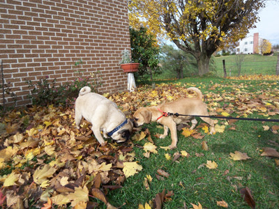 dogs