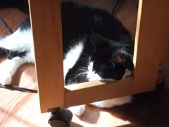 Mosen under my sewing table