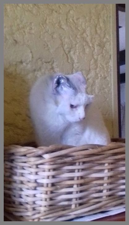 Blanche Et Le Carcinome Epidermoide Association Les Chats Du Maquis