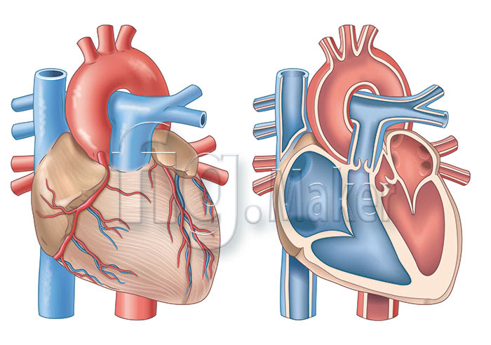 図版 イラスト制作例 人体 図