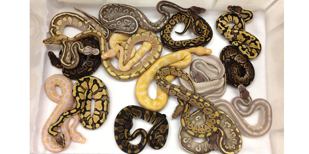 ヘビ トカゲ カメ 爬虫類 両生類 小動物 毒グモ 昆虫などのエキゾチックペット Super Pet Shop Wing 21 トップページ