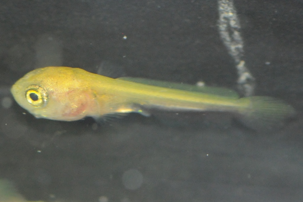 ライギョの稚魚販売 L メダカ屋 猫飯 ねこまんま 稻田魚 Oryzias Killifish