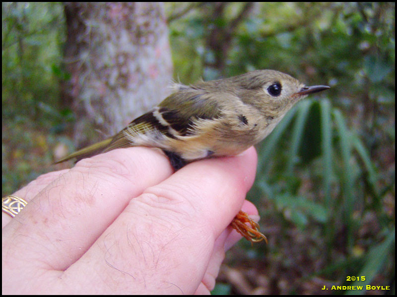 Ruby-crowned Kinglet