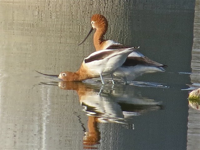 American Avocet at Christopher Colombus Park in Tuscon, AZ 03
