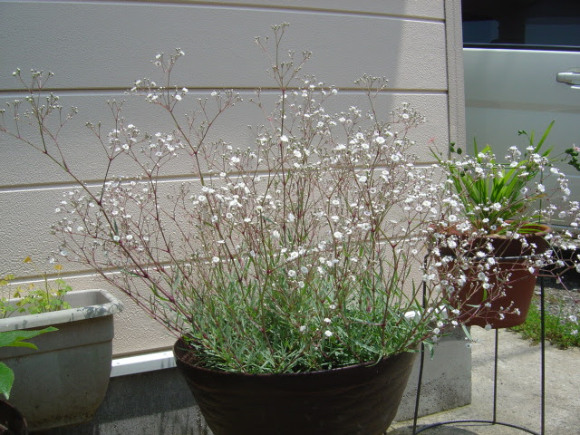 季節の花々 これな に 宿根かすみ草