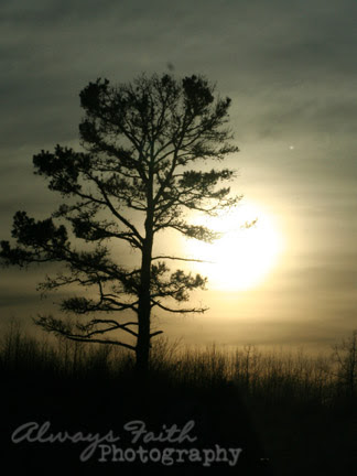 sooctree