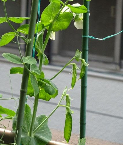 ベランダ菜園のプランターの絹さや サヤエンドウ の収穫 つぼさんの趣味のブログ