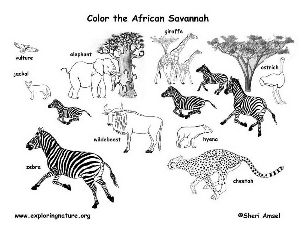 Download Savanna Coloring Pages - Coloring Home