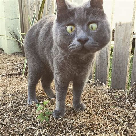 Can i give my baby 'allergy foods'?; This Cat's Face Makes Him Look Like He's Permanently