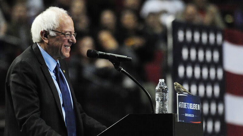 Democratic presidential candidate Bernie Sanders smiles as a bird lands on his podium when he addresses the crowd during a rally at the Moda Center in Portland, Ore., Friday.
