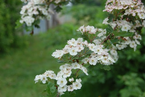 may