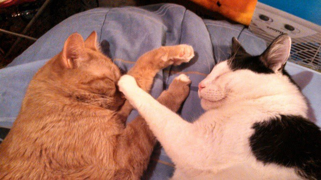 Try to see this post and never smile animals, photo