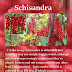 Growing Schisandra Berry - Schisandra schisandra chinensis, is nutrient dense fruit support for alzheimer's disease, depression, lung health, mental performance, fatigue, menopause, stress management, heart health.