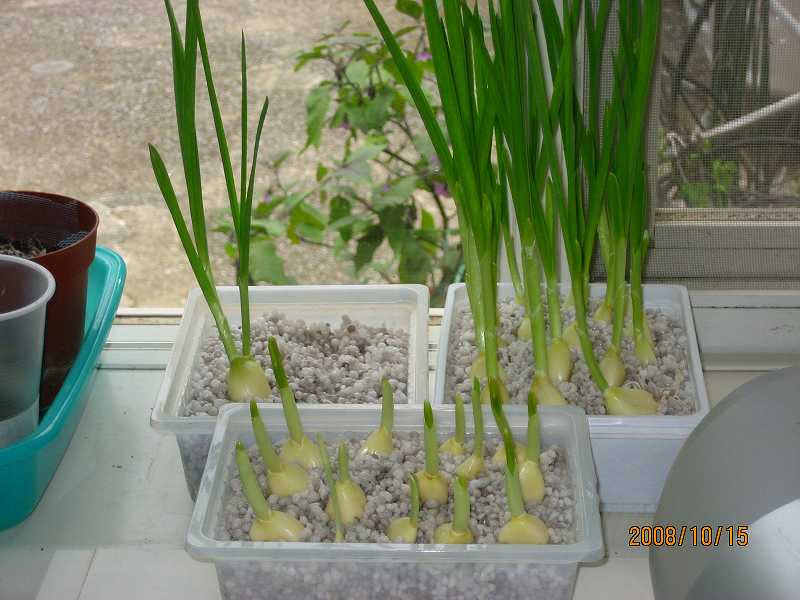 ニンニクの水耕栽培 芽 姫 ニンニクや葉ニンニクにしよう いつでもレタス