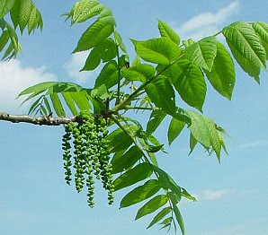 クルミ くるみ 胡桃 の花言葉 花言葉事典