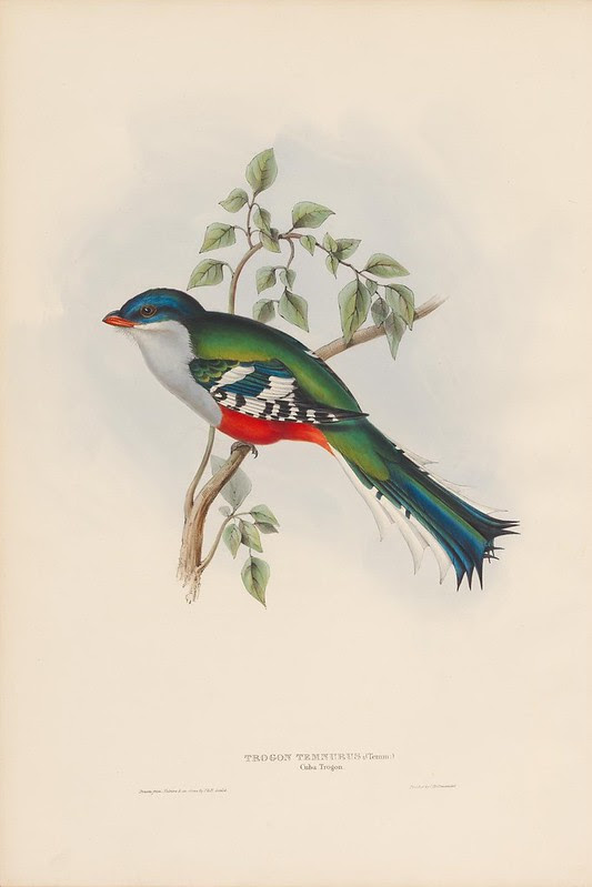 1830s bird lithograph by John Gould