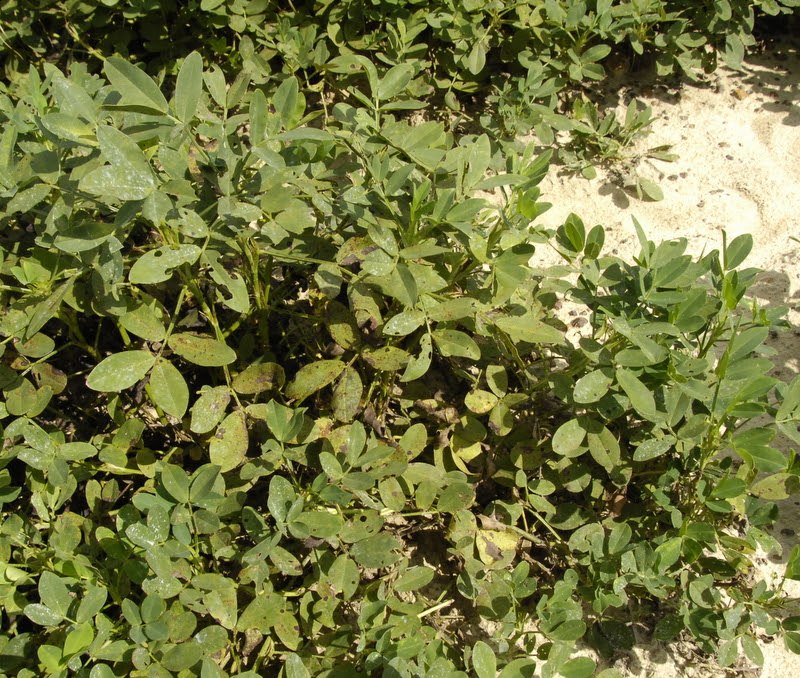 Shed Building Material Calculator shed plans free 10 x 12 ...