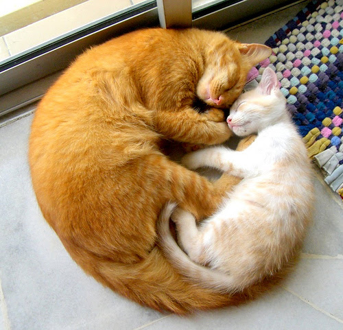 The Cat-Circle of Love