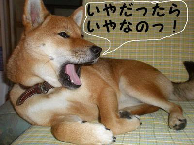 二重人格犬 らんぷ の日記