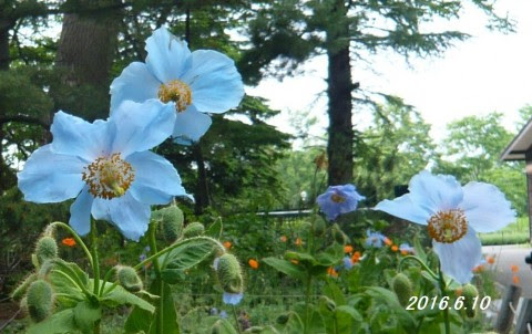 ヒマラヤの青いケシ メコノプシス ベトニキフォリア と白花 百合が原公園