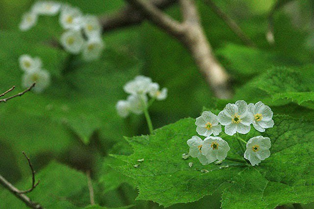 美しい 濡れると花びらがガラスのように透明になる花 サンカヨウ Ideahack