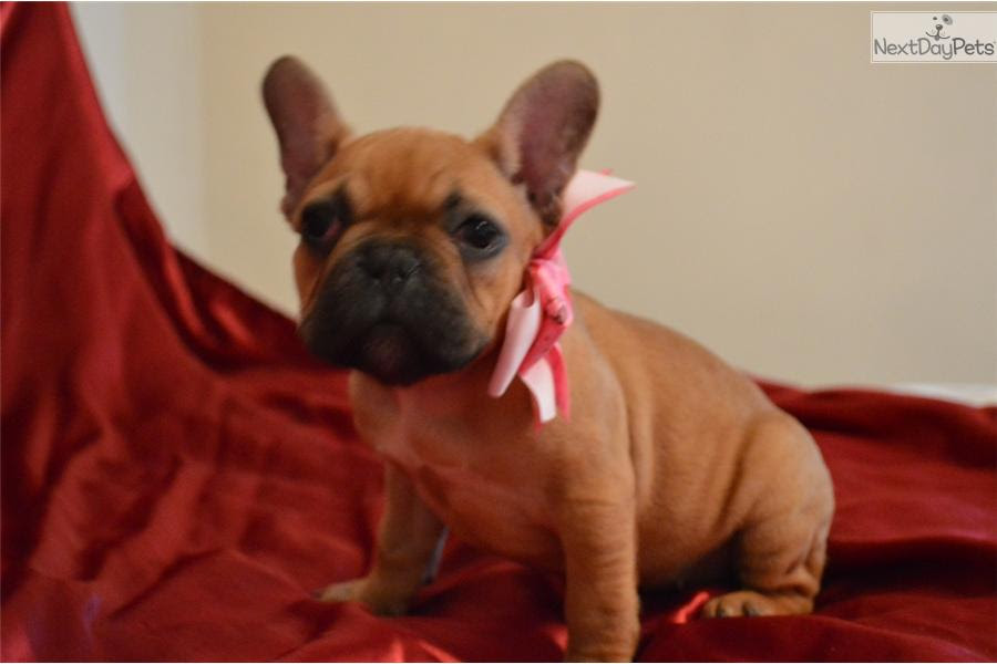 French Bulldog for sale for $2,400, near San Diego ...