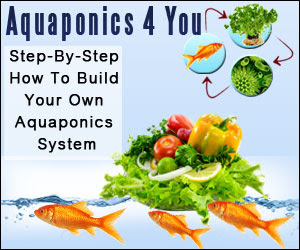 Growing Freshwater Shrimp Aquaponics : Aquaponic Systems - An Innovative And Ecological Friendly Form Of Food Production Option