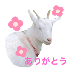 ヤギのゆきちゃん はっち なな まる Lineスタンプ Yasumaru