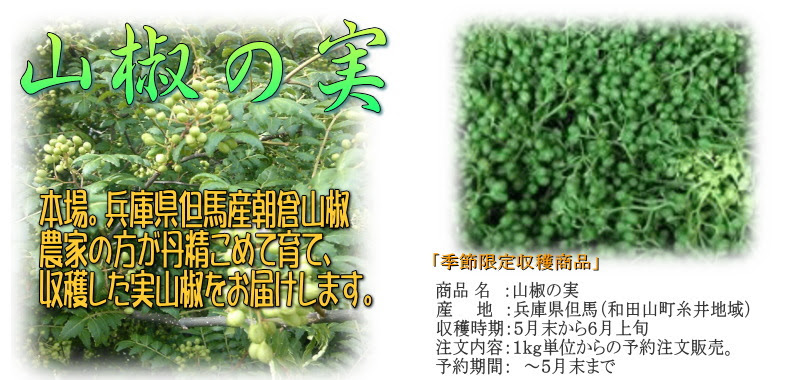 山椒の実 生山椒