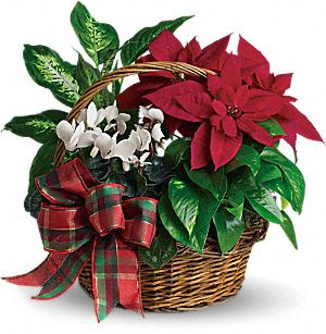 Gift Basket of Christmas Plants