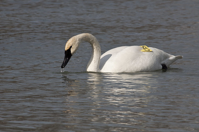 trumpeter