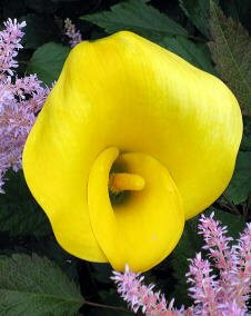 花 カラー 6月24日の花と花言葉 カラー 魅る魅るガーデニング