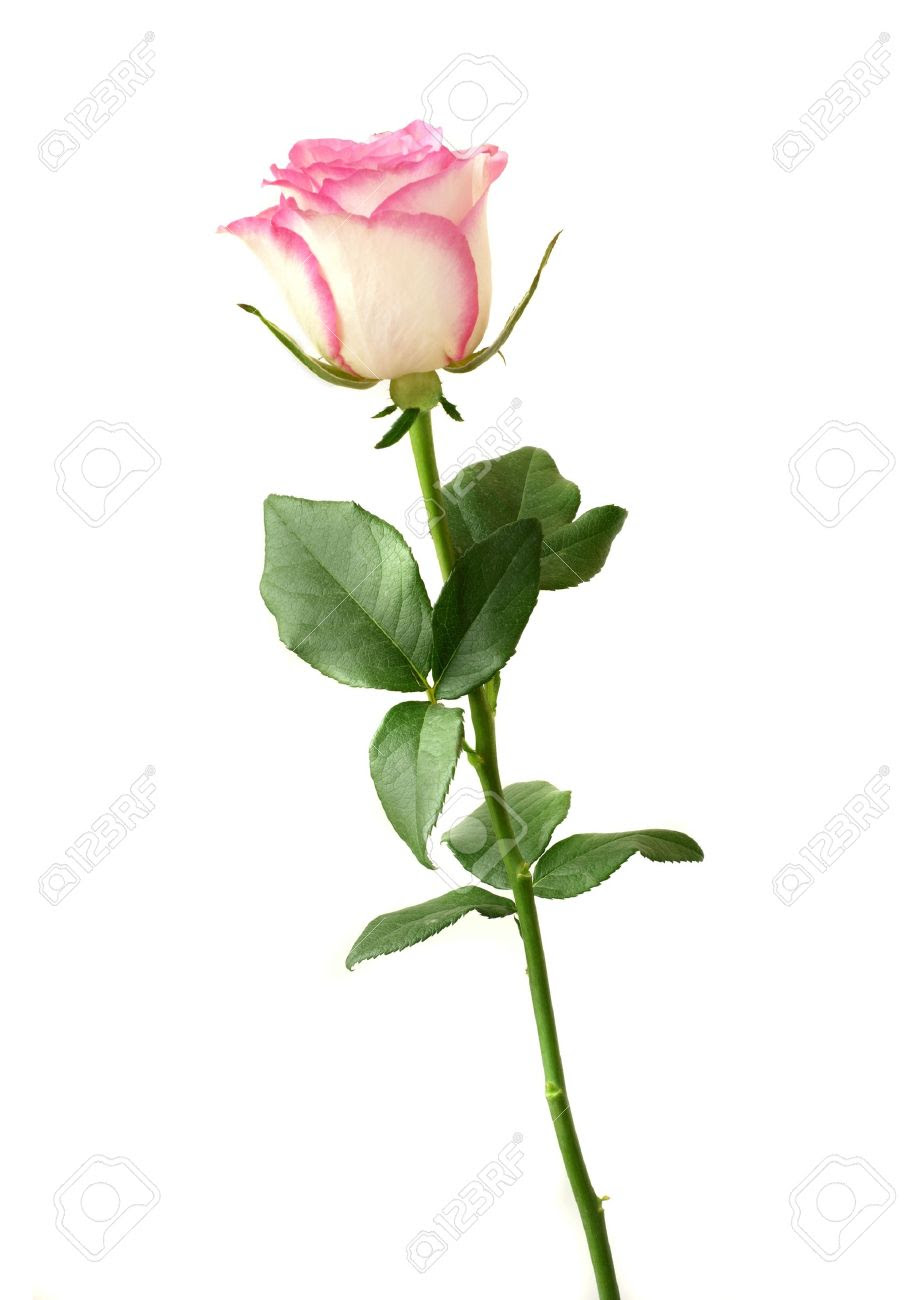 White Rose With Stem