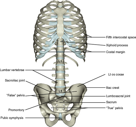 4: The Abdomen, Pelvis, and Perineum | Pocket Dentistry