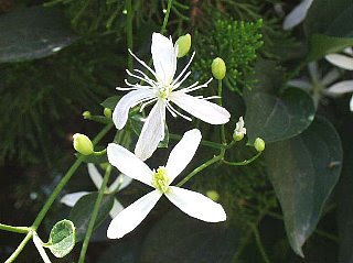 センニンソウ せんにんそう 仙人草 の花言葉 花言葉事典