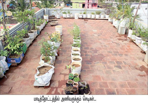 மனதைக் குளிர வைக்கும் மாடித்தோட்டம்! - பசுமை விகடன் - 2013-06-10