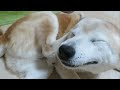70以上 犬 耳をかく仕草 217894