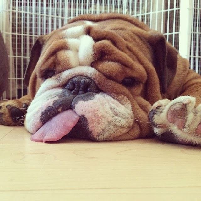 Cute dogs - part 5 (50 pics), bulldog puppy sleeping with his tongue out