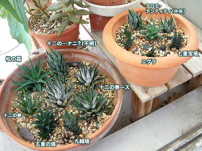 ハオルチアの夏 07 4 終章 緑町のウェブ屋 多肉植物と球根 着生植物のベランダガーデン 跡地