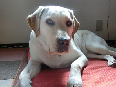 犬が手足を舐めるのはストレス 寝る前だけや舐め続けなければ心配無し 犬と一緒に はじめてのパピーウォーカー