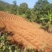 Upland Agriculture