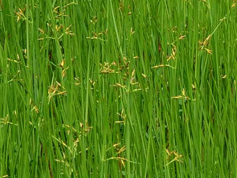 シズイ 野草と一休み