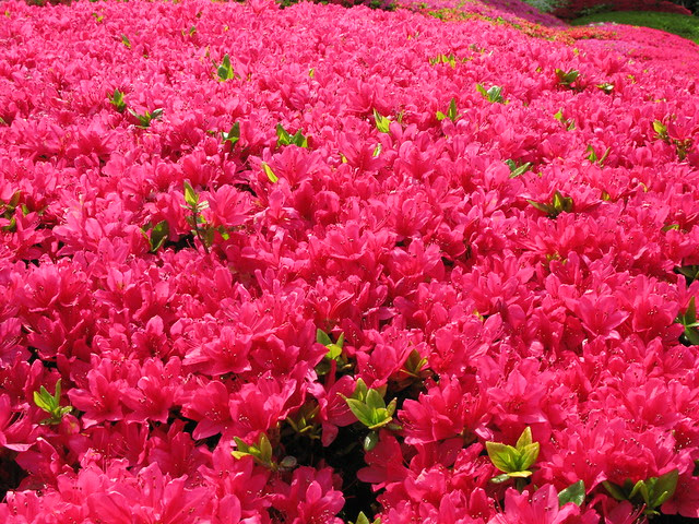 Azalea / Rhododendron / 躑躅(つつじ)
