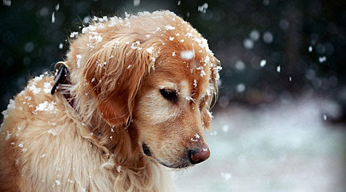 寒い時犬が散歩で歩かない 原因と対処法3つ ちょいため