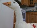 OLIVER INDOOR PET SEBASTOPOL GOOSE PLAYING WITH A ROLL OF TOILET PAPER!!