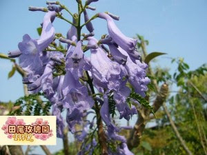 藍花楹 2 5吋高1尺30元 8吋盆高4 5尺350元 巴西紫葳 紫雲木 花期4 5月 花為藍紫色 樹形很美 開藍色的花 是一種值得推廣的園林樹種 田尾玫瑰園 專業植物購物網站 Topshop網路開店
