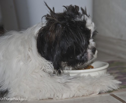 DogBlogWE101512-24