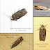 Clothes Moths Nz / Don't put unwashed clothing items.