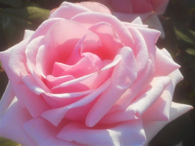 初夏に咲く薔薇 ｵｰﾄﾞﾘｰ ﾍｯﾌﾟﾊﾞｰﾝ ばら公園 写真共有サイト フォト蔵