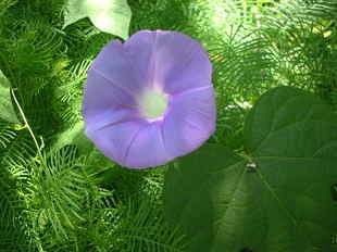 信頼 絆の花言葉１０種類 花言葉事典